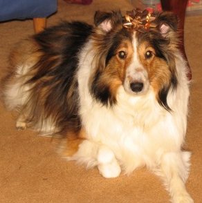 Sasha the Sheltie